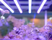 A relação do LED com o cultivo de plantas
