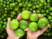 Citros: Exportação de Limões e Limas registra o ma