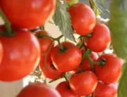 Qual a maneira para conservar o tomate como número