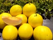 Brasil oferece novas variedades de melão durante e