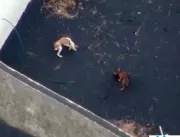 Drones passam em 1º teste para resgatar cães cerca