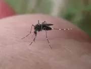 Aedes Aegypti: o inimigo a ser combatido