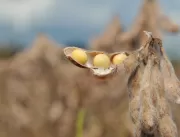 Conheça as novas variedades de soja da BASF para a