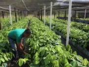 COP26: Agropecuária brasileira recusa ser vilão na