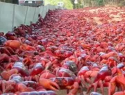 50 milhões de caranguejos cruzam estrada na Austrá