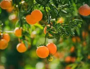 Citros: Pomares de laranjas tem floradas considera