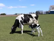 Cuidados no pré-parto de vacas leiteiras garantem 