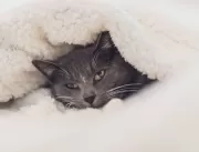 Gatos precisam de cuidados no inverno para evitar 