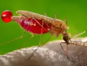 Por que mosquitos picam mais algumas pessoas que o
