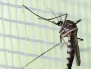 Entenda por que mosquitos picam mais algumas pesso