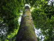 Brasil celebra Dia de Proteção às Florestas em mei