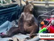 Ursa resgatada após comer mel alucinógeno na Turqu