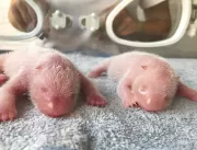 Ursos pandas gêmeos nascem em cativeiro na China
