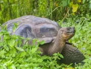 Equador investiga caça de 4 tartarugas-gigantes am