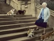 Rainha Elizabeth teve mais de 30 corgis; cães tinh