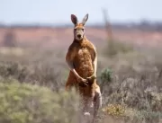 Australiano é morto por canguru que mantinha como 