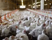Produção de aves sem antibióticos e a relação com 