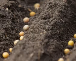 Quantidade adequada de sementes pode aumentar prod