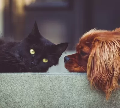 Como evitar conflitos entre cães e gatos que vivem