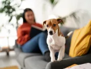 Cachorro em apartamento: 5 dicas para manter a cas
