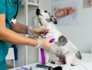 Brasil conta com 154 mil veterinários e demanda tende a crescer
