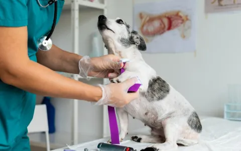 Brasil conta com 154 mil veterinários e demanda te