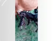 VÍDEO: vaca dá à luz quatro bezerros de uma só vez