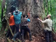 Expedição alcança árvore mais alta da Amazônia, no