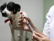 Vacinação de cães e gatos contra a raiva despenca 