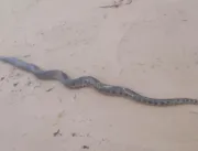 Cobra com mais de dois metros é encontrada na prai
