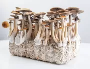 Composto de cogumelo alucinógeno pode ajudar a tra