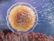Quantidade de espermatozoides pode estar em queda ao redor do mundo, aponta estudo
