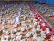 As galinhas geneticamente editadas que podem salva