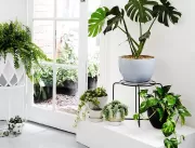 5 dicas para deixar a casa mais fresca com plantas