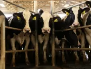 Estresse térmico afeta vacas leiteiras durante tod