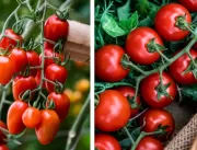 Tomates cereja e grape: entenda as diferenças e sa