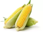 Produção de milho para silagem é tema de Dia de Ca