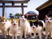Nekonomics: o poder dos gatos na economia japonesa