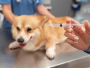 Pet imunizado: entenda a importância da vacinação 