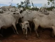 Mal de vaca louca no Brasil é atípico, confirma la