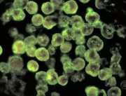 Infecção rara por ameba comedora de cérebro mata h