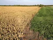 Seca “sem precedentes” na Argentina atinge agricul
