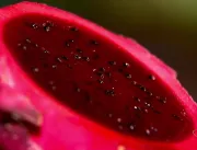 Produtores de pitaya desenvolvem técnicas com adub