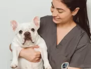 Otite canina: 5 sintomas e sinais mais comuns