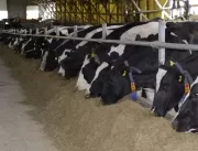 Saúde do rúmen de vacas leiteiras garante boa prod