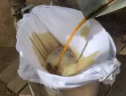 Veja como se faz o daime, ou ayahuasca