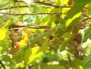 Conheça a história da uva Goethe, fruta que cresce