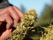 Governo da Alemanha propõe legalização de cannabis