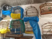 Polícia resgata 71 aves mantidas em cativeiro em S
