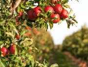 A contribuição das abelhas para a produção da maçã